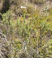 Jamesbrittenia albomarginata