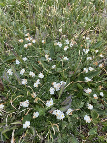 Lehmann's rockjasmine (Androsace lehmanniana)