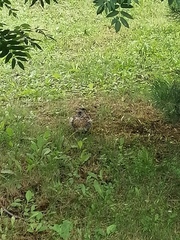 Turdus pilaris