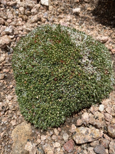 Image of Paronychia pulvinata by (c) Matt Berger, some rights reserved (CC BY)