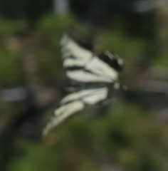 Papilio eurymedon