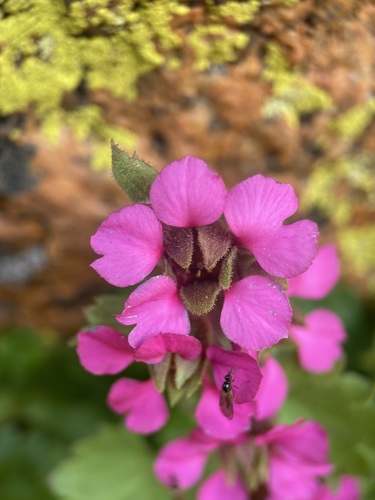 Image of Telesonix jamesii by (c) Matt Berger, some rights reserved (CC BY)
