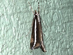 Carectocultus perstrialis