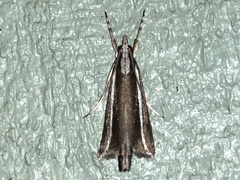 Carectocultus perstrialis