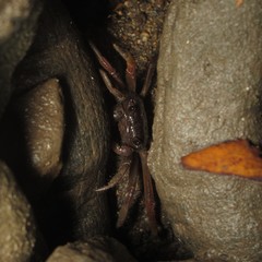 Sesarmoides kraussi