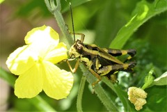 Traulia azureipennis
