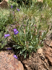 Penstemon hallii