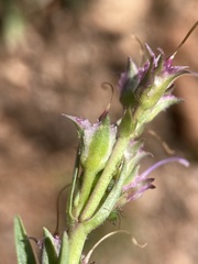 Penstemon hallii