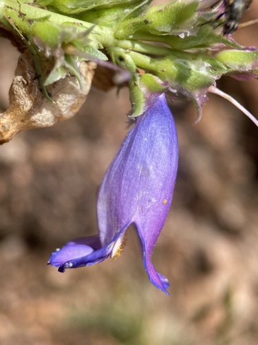 Image of Penstemon hallii by (c) Matt Berger, some rights reserved (CC BY)