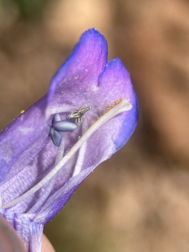 Image of Penstemon hallii by (c) Matt Berger, some rights reserved (CC BY)