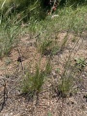 Blepharoneuron tricholepis