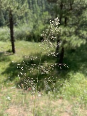 Blepharoneuron tricholepis