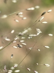 Blepharoneuron tricholepis