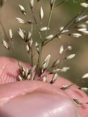 Blepharoneuron tricholepis