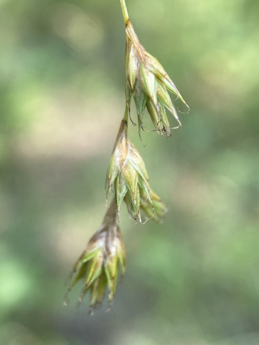 Image of Carex praticola by (c) Matt Berger, some rights reserved (CC BY)