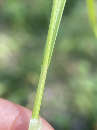 Image of Carex praticola by (c) Matt Berger, some rights reserved (CC BY)