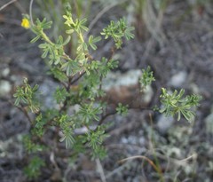 Argyrolobium pachyphyllum