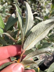 Salix lapponum