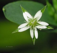 Stellaria alsine