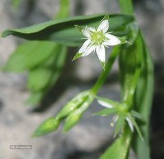 Stellaria alsine