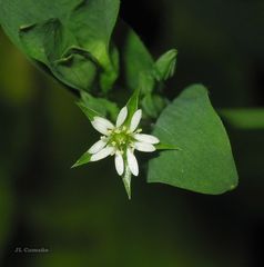 Stellaria alsine