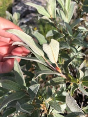 Salix lapponum