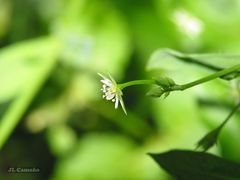 Stellaria alsine