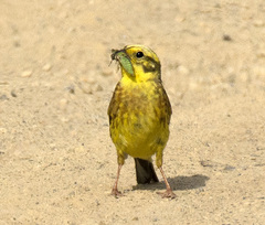 Emberiza citrinella caliginosa