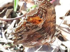 Polygonia egea