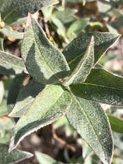 Salix lapponum