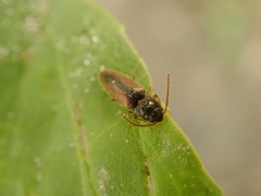 Adrastus pallens