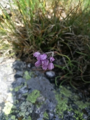 Allium rubens