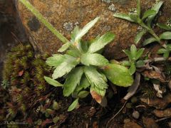 Phalacrocarpum hoffmannseggii