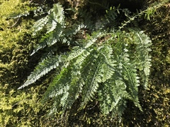 Asplenium fontanum