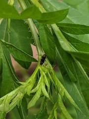 Agrilus
