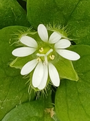 Stellaria media