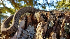 Vipera monticola