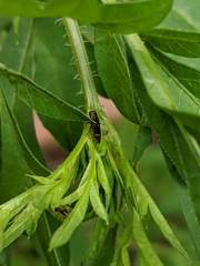 Agrilus