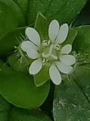 Stellaria media