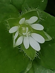 Stellaria media