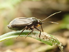 Capsus ater
