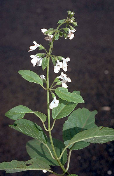 Haplostachys
