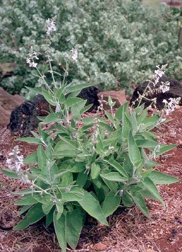 Haplostachys haplostachya