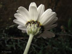 Phalacrocarpum hoffmannseggii