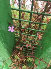 Geranium robertianum