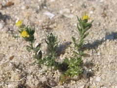 Linaria arenaria