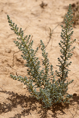 Salsola foliosa