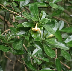 Fagraea ceilanica