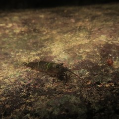 Merguia oligodon