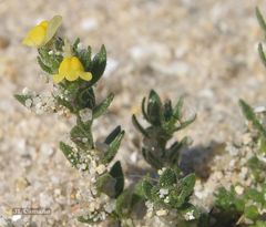 Linaria arenaria